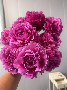 红绣球 精品红色系芍药种苗，花苗，裸根带防伪吊牌，对版发货