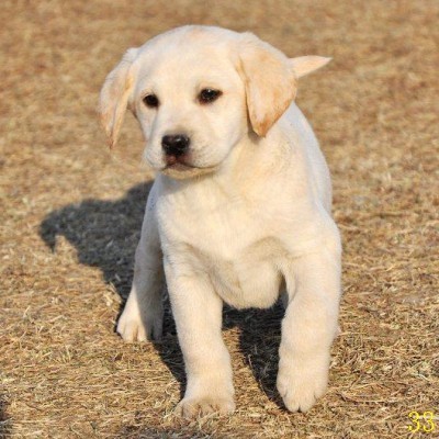 舟山出售纯种拉布拉多犬幼犬活体