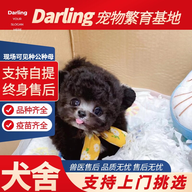 【天津犬舍】纯种泰迪犬幼犬活体