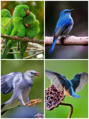 高清飞翔湿地鸟类飞禽动物微距自然幼鸟抓拍摄影素材图片