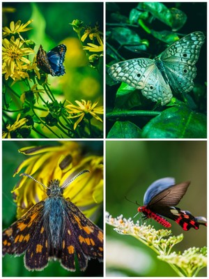 高清美丽色彩斑斓蝴蝶飞舞PS素材彩色花丛蝴蝶摄影PNG原图素材