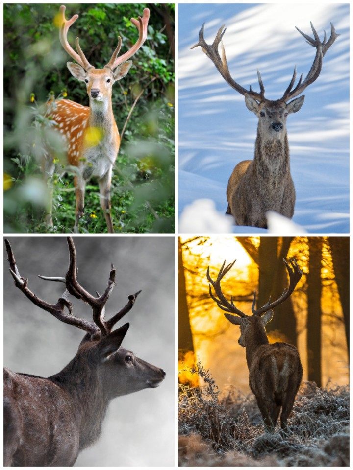 高清图片梅花鹿驼鹿马鹿驯鹿麋鹿自然野生动物平面设计海报素材