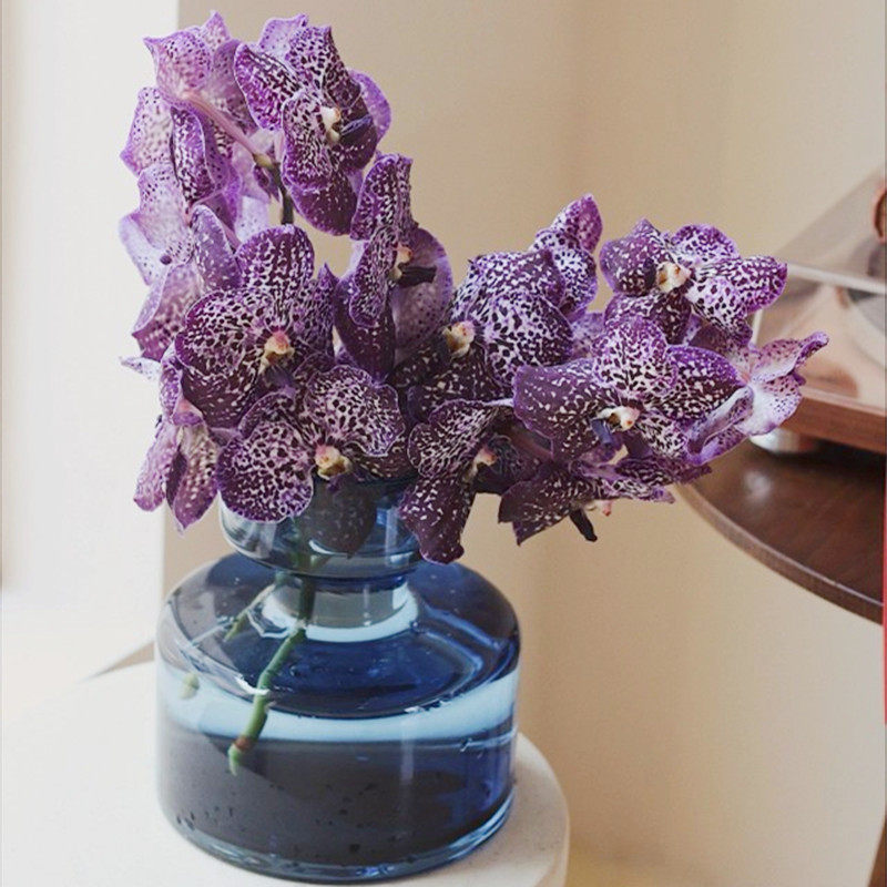 泰国进口鲜切花 胡姬花万代兰 生日礼物家庭插花水养鲜花植物花卉