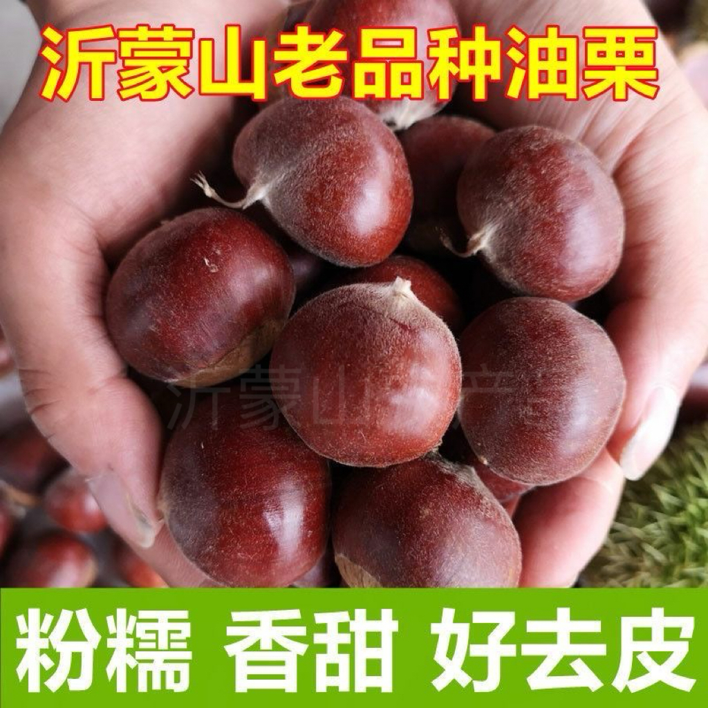 正宗油栗2025沂蒙山油板栗新鲜生栗子野生孕妇当季深山老树油板栗