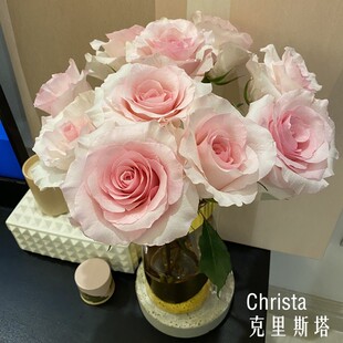 爱园花卉新品克里斯塔 厄瓜多尔玫瑰 公主粉大花玫瑰香味盆栽月季