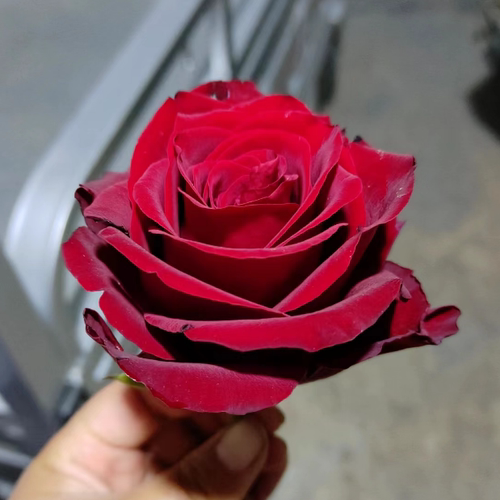玫瑰阳台庭院多季节开花