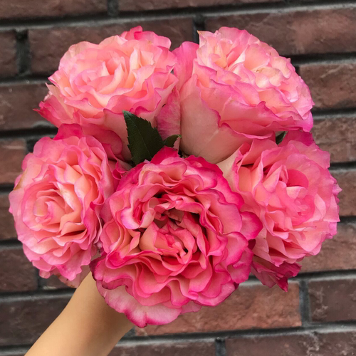 阳台庭院春夏秋开花大