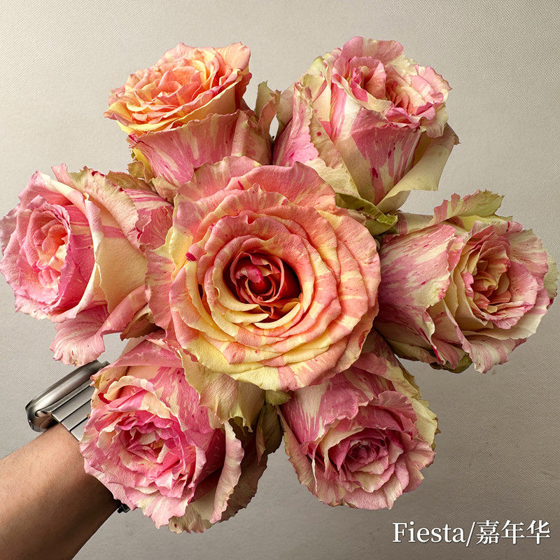 爱园花卉 新品嘉年华玫瑰 高杯大花直立根接苗盆栽阳台月季灌木苗