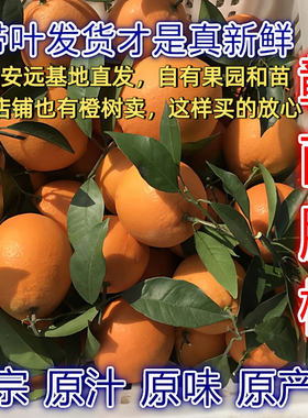 正宗江西赣南脐橙赣州安远甜橙子孕妇新鲜水果手剥橙20斤装大10斤