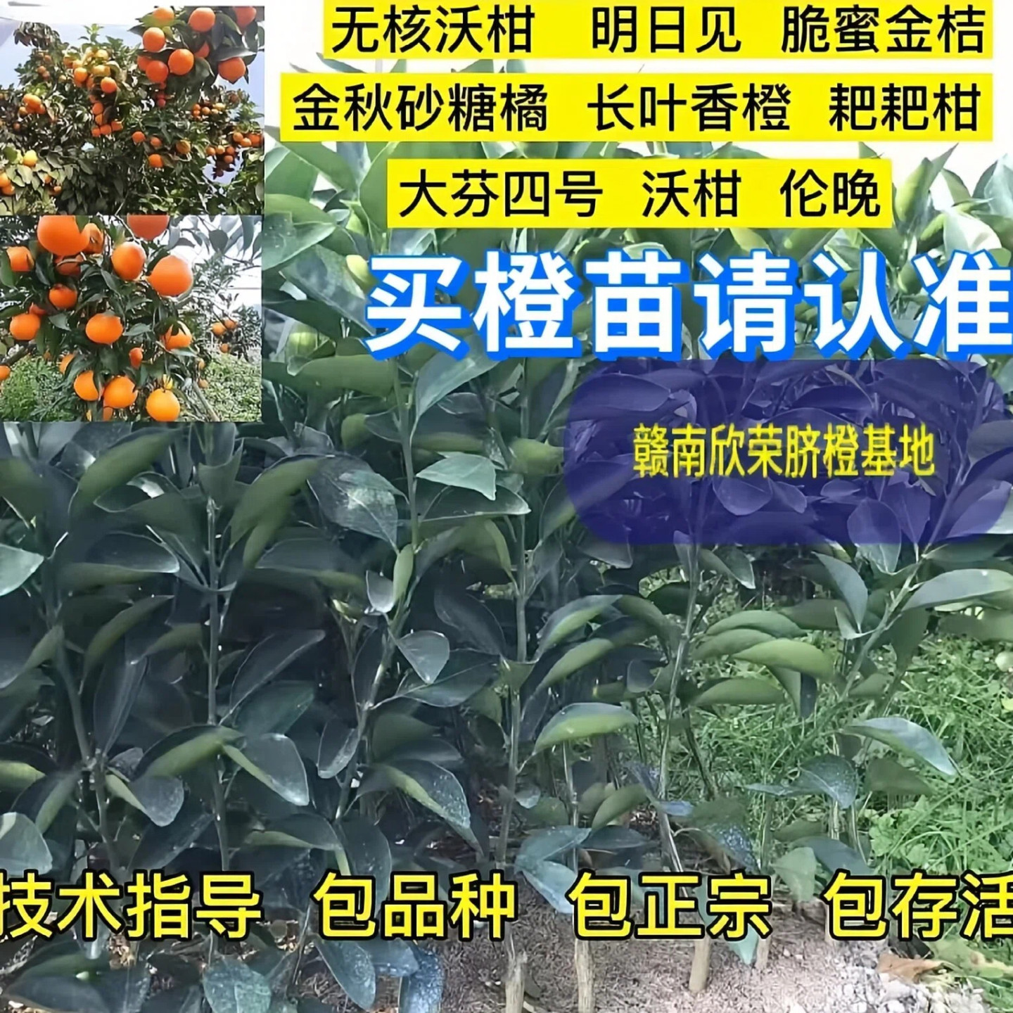 赣南脐橙苗沃柑赣南早沙糖桔树苗蜜橘伦晚脐橙红美人龙回红桔子树