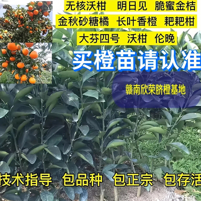 伦晚赣南早沃柑赣南脐橙苗砂糖橘
