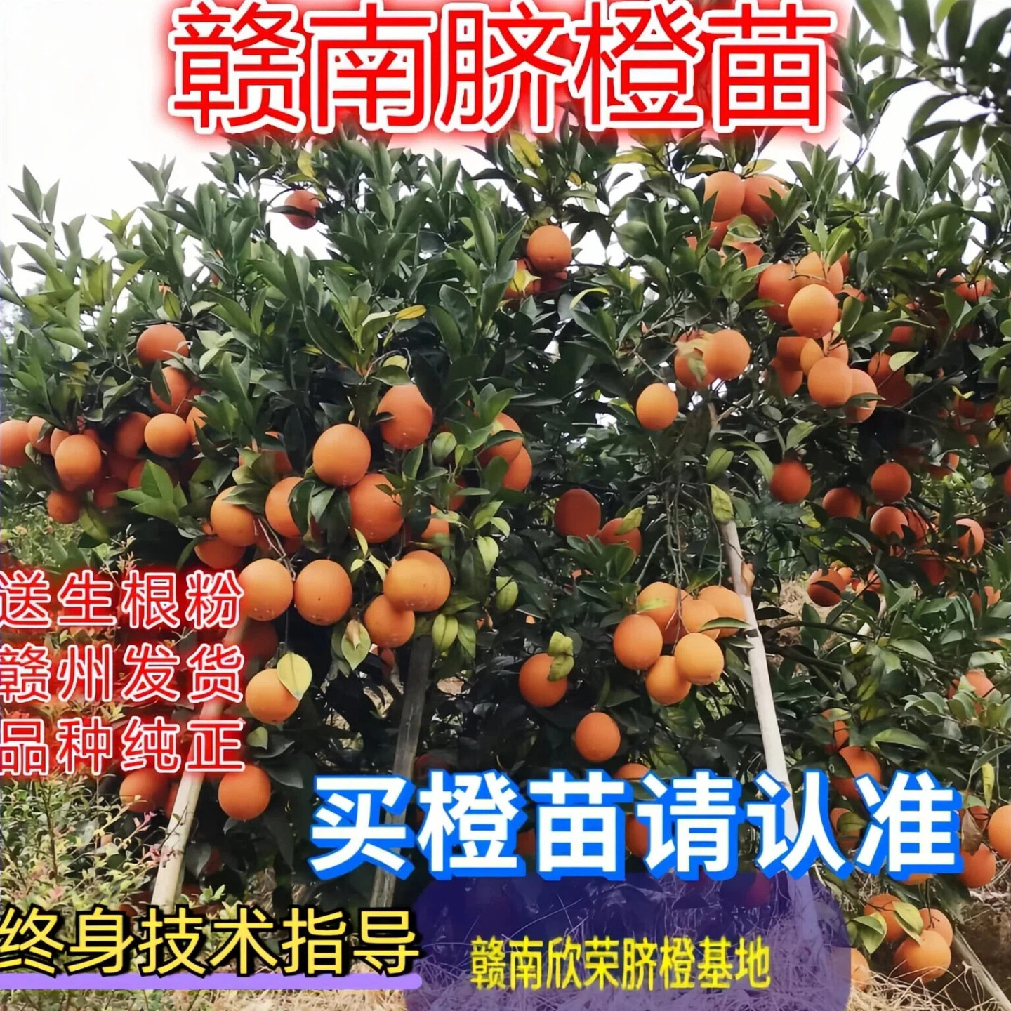 正宗江西赣南脐橙苗纽荷尔赣州脐橙树苗龙回红橙子树苗红肉血橙苗,鲜花速递/花卉仿真/绿植园艺,果树,淘宝优惠券,粉丝福利购,淘宝优惠卷