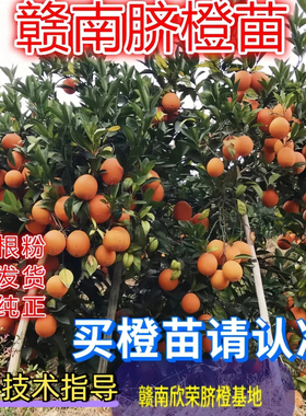 正宗江西赣南脐橙苗纽荷尔赣州脐橙树苗龙回红橙子树苗红肉血橙苗
