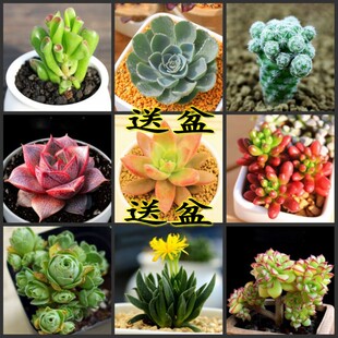 含盆多肉植物 虹之玉观音莲黄丽玉露 室内多肉组合盆栽 送花盆