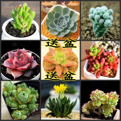 多肉植物观音莲室内组合盆栽