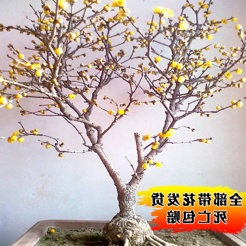 梅花树苗盆栽室内庭院浓香耐寒