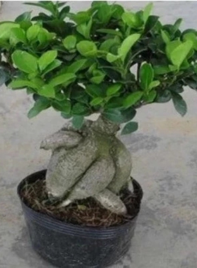 包邮小盆景办公室内栀子花富贵竹