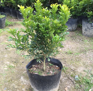 常青花卉 家居饰品开花盆景植物米兰花室内客厅绿植盆栽驱蚊子四季