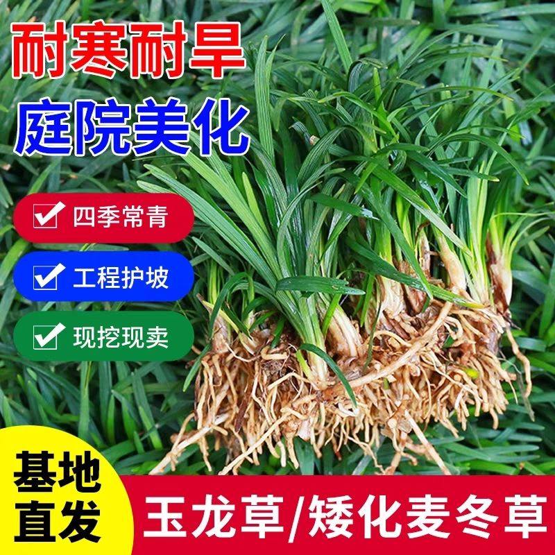 日本矮麦冬草苗玉龙草庭院别墅绿