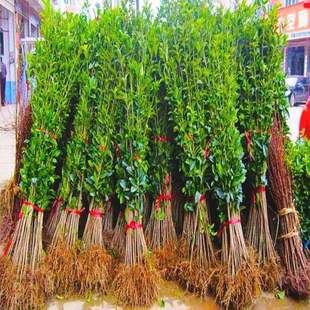 四季发财树高杆女贞树苗木庭院四季常青风景树大叶女贞树苗美满树