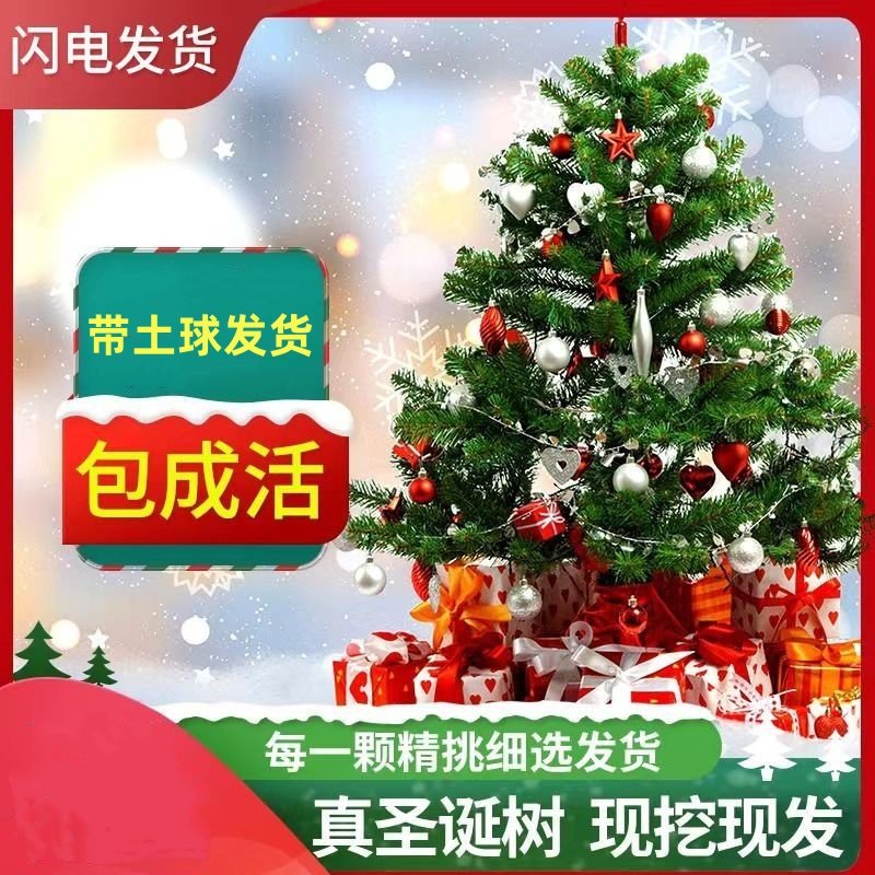 真的圣诞树盆栽真树活的挪威云杉