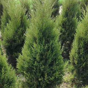 刺柏树苗北京桧柏刺松树苗带刺行道树苗绿化松柏树清明塔柏地柏苗