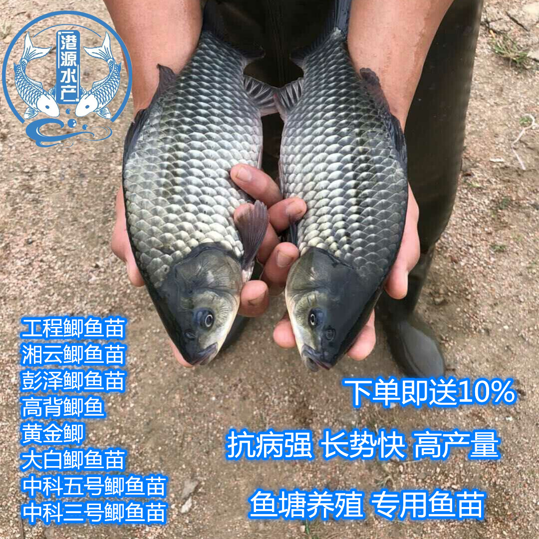 鱼苗鲫鱼苗中科五号鲫鱼