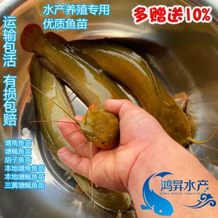 正宗皇妃一号塘鲺鱼苗本地塘鲺塘角鱼杂交三黄塘鲺淡水养殖 活体