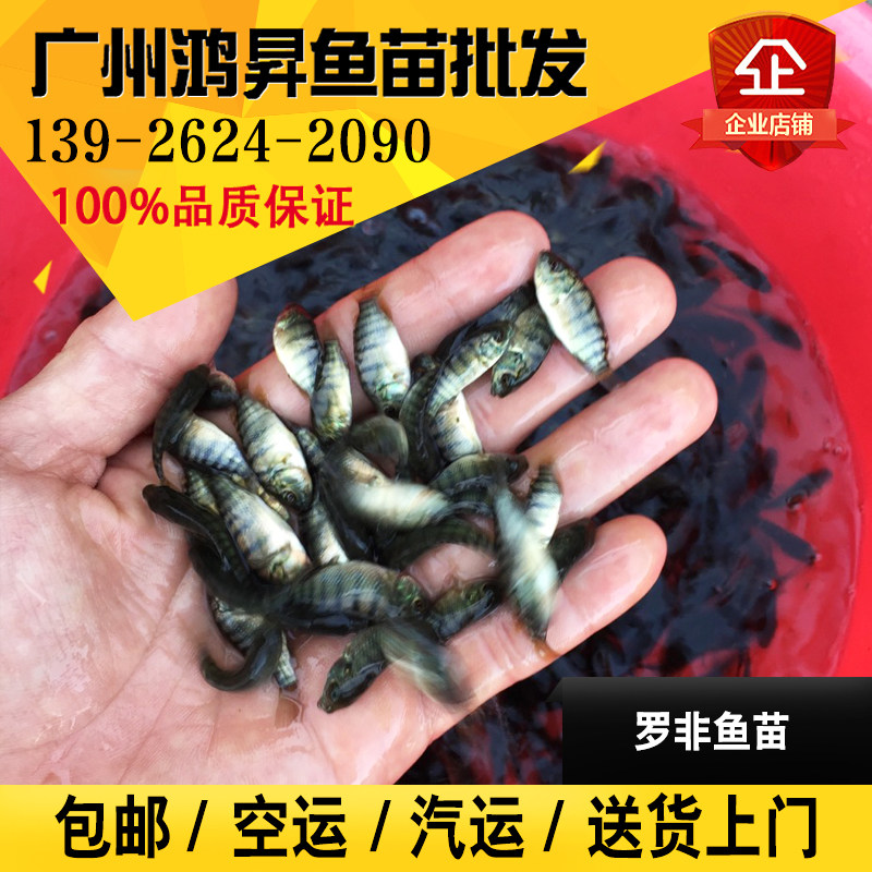 海南一号 新吉富 奥尼 罗非鱼鱼
