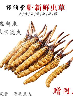 2026头茬鲜草西藏那曲冬虫夏草