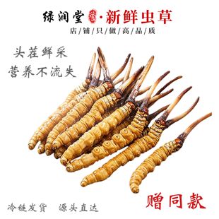 2026新鲜那曲冬虫夏草1根/1g 30根礼盒正品鲜草干货西藏那曲头期
