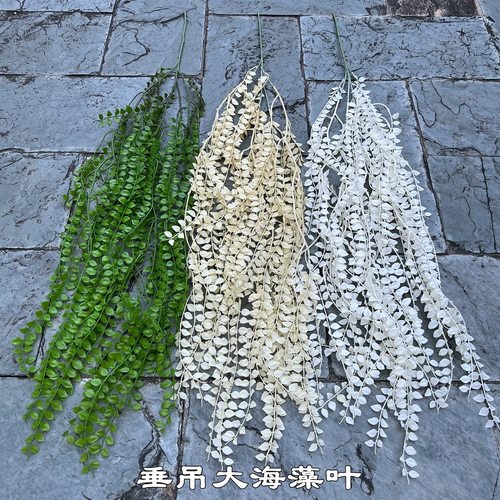 垂吊大海藻叶白色香槟