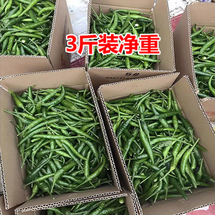 小米辣椒新鲜批发农家自种青辣椒新鲜指朝天椒蔬菜泡椒特辣青椒