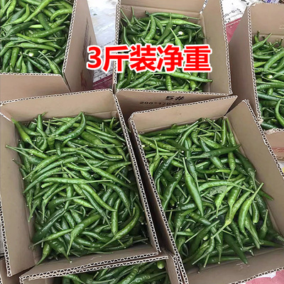 小米辣椒新鲜批发农家自种青辣椒新鲜指朝天椒蔬菜泡椒特辣青椒
