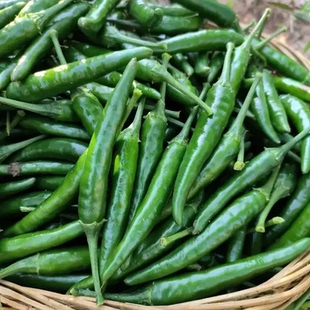 小米辣椒新鲜批发农家自种青辣椒新鲜指朝天椒蔬菜泡椒特辣青椒
