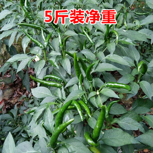 小米辣椒新鲜批发农家自种青辣椒新鲜指朝天椒蔬菜泡椒特辣青椒