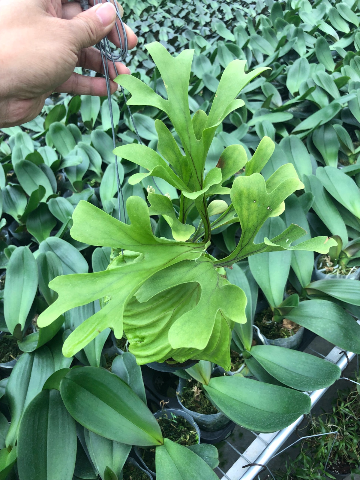 亚洲猴脑 鹿角蕨 热带植物 进口花卉植物 蕨类植物