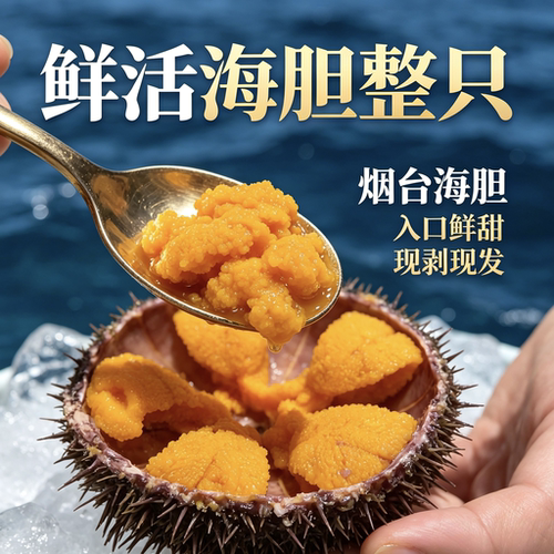  鲜活紫海胆海胆黄日料大海胆