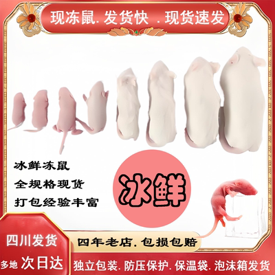 冻小白鼠爬宠饲料四川发货次日达