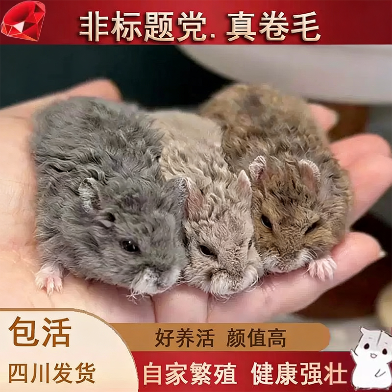 新品种家养一线卷毛仓鼠幼崽侏儒【送过度粮手套加热包藤盒运输】