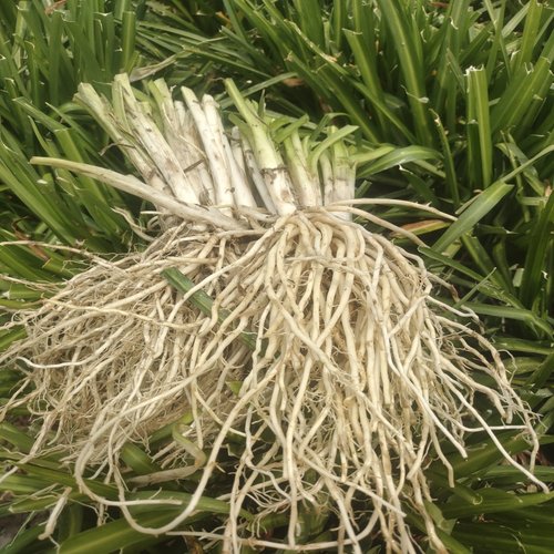 云南新鲜撇菜根苤菜根大韭菜根月子良菜可腌制500克新鲜蔬菜