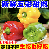 新鲜彩椒生吃甜椒圆椒五彩椒柿子椒红椒黄椒水果椒太空椒绿椒辣椒