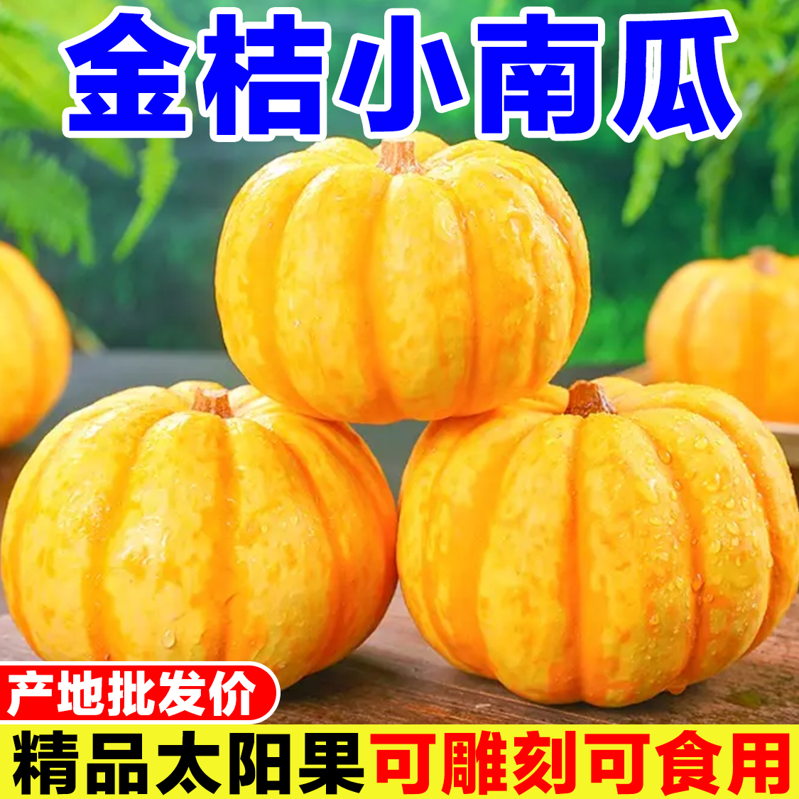 精品太阳果迷你金桔南瓜贝贝小金瓜万圣节南瓜灯笼南瓜盅雕刻装饰