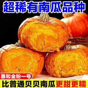 稀有金贝贝南瓜正宗板栗味南瓜日本惠和金粉一号红贝贝南瓜粉糯甜