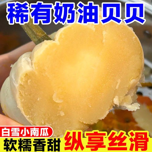 正宗奶油贝贝南瓜现摘老南瓜惠和白雪小南瓜软糯甜白贝贝婴儿辅食