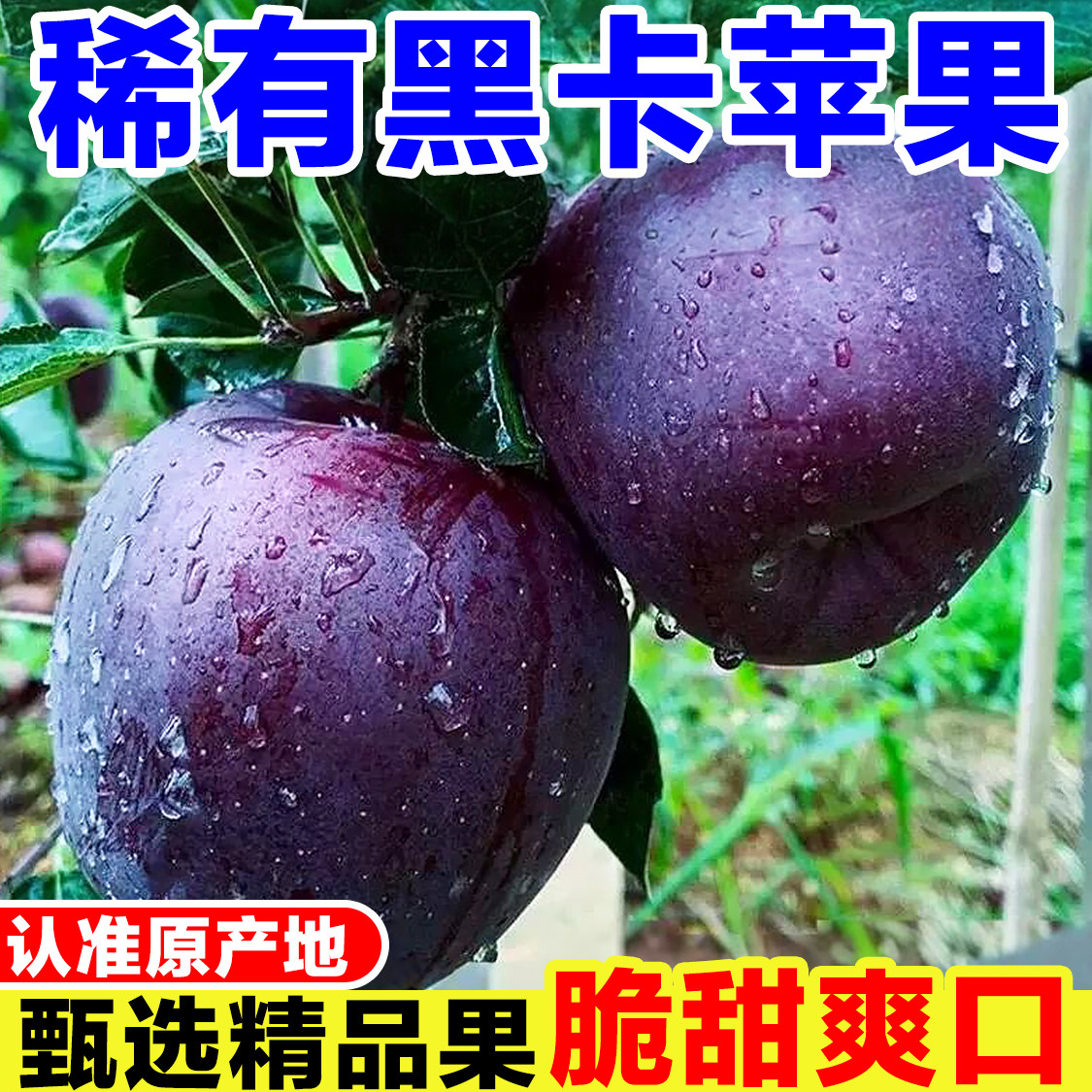 甘肃天水黑卡苹果新鲜当季孕妇水果现摘黑钻嘎啦苹果冰糖心黑苹果图片