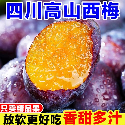 四川高山西梅新鲜当季孕妇水果现摘脆甜法兰西西梅鲜果李子整箱