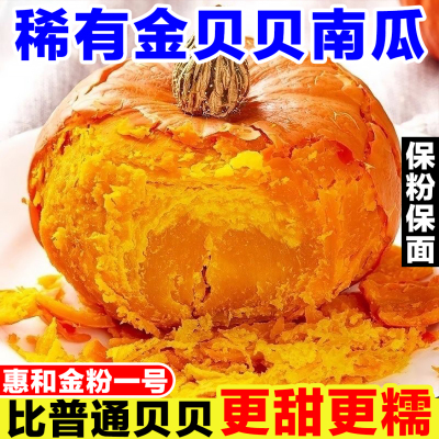 新鲜金贝贝南瓜正宗板栗味惠和金粉一号红贝贝南瓜粉面甜宝宝辅食
