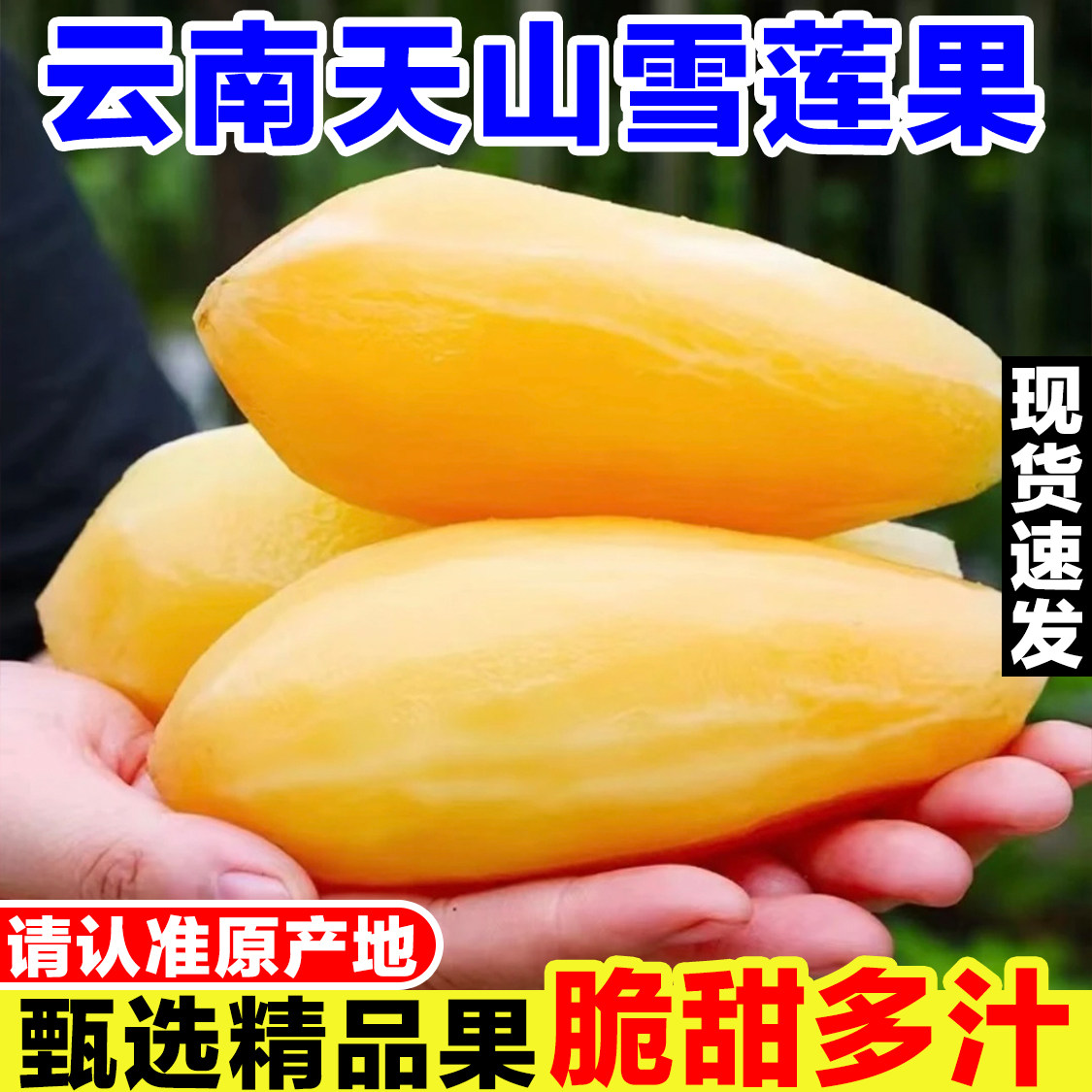 云南天山雪莲果新鲜当季孕妇水果现挖高山红泥黄心雪连果脆甜多汁