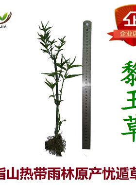 忧遁草苗黎王草优顿草野生种海南